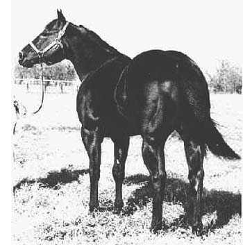 AQHA Champion Three Chicks AAAT Legendary Quarter Horse