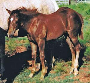 Blue Valentine and Sugar Bars bred filly