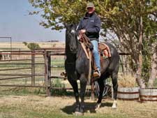 Twister Joe Hancock blue roan stallion Blue Valentine bred