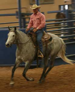 Valentines Candy Bar gray quarter horse filly Blue Valentine and Sugar Bars bred