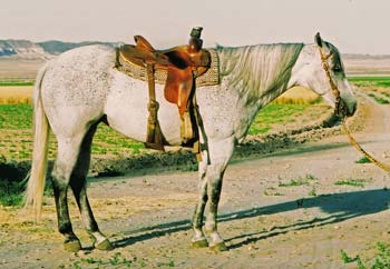 Valentines Candy Bar gray quarter horse filly Blue Valentine and Sugar Bars bred