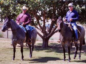 Hancock's Blue Boy & Blue Valentine bred ~ sire is a grandson of Blue Valentine and the dam is a granddaughter of Hancock's Blue Boy