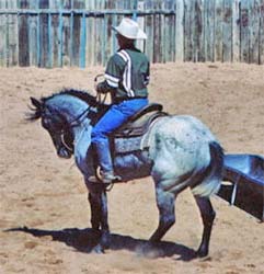 Waggoners Sunny Day gray mare Joe Hancock, Jackie Bee and Waggoner bred