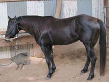 War Train ~ Last breeding son of War Concho ~ 21 plus % Driftwood, 17 plus % Joe Hancock. Smokey Black Homozygous for the black gene and carries the cream dilute gene