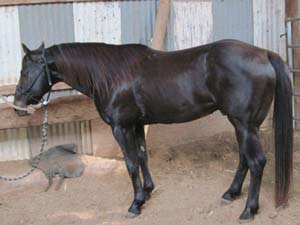 War Train ~ Last breeding son of War Concho ~ 21 plus % Driftwood, 17 plus % Joe Hancock ~ Smokey Black Homozygous for the black gene and carries the cream dilute gene