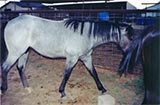 blue roan stallion Hancock, Jackie Bee and Waggoner bred