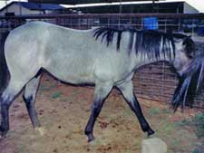 blue roan stallion Hancock, Jackie Bee and Waggoner bred