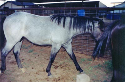 Washita Waggoner blue roan stallion Joe Hancock, Jackie Bee and Waggoner bred