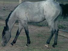 ZZ Top gray filly Joe Hancock bred