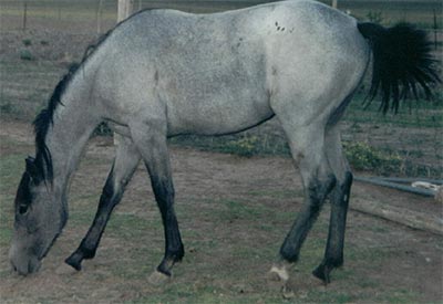 Zella Zancock Top gray filly Joe Hancock bred